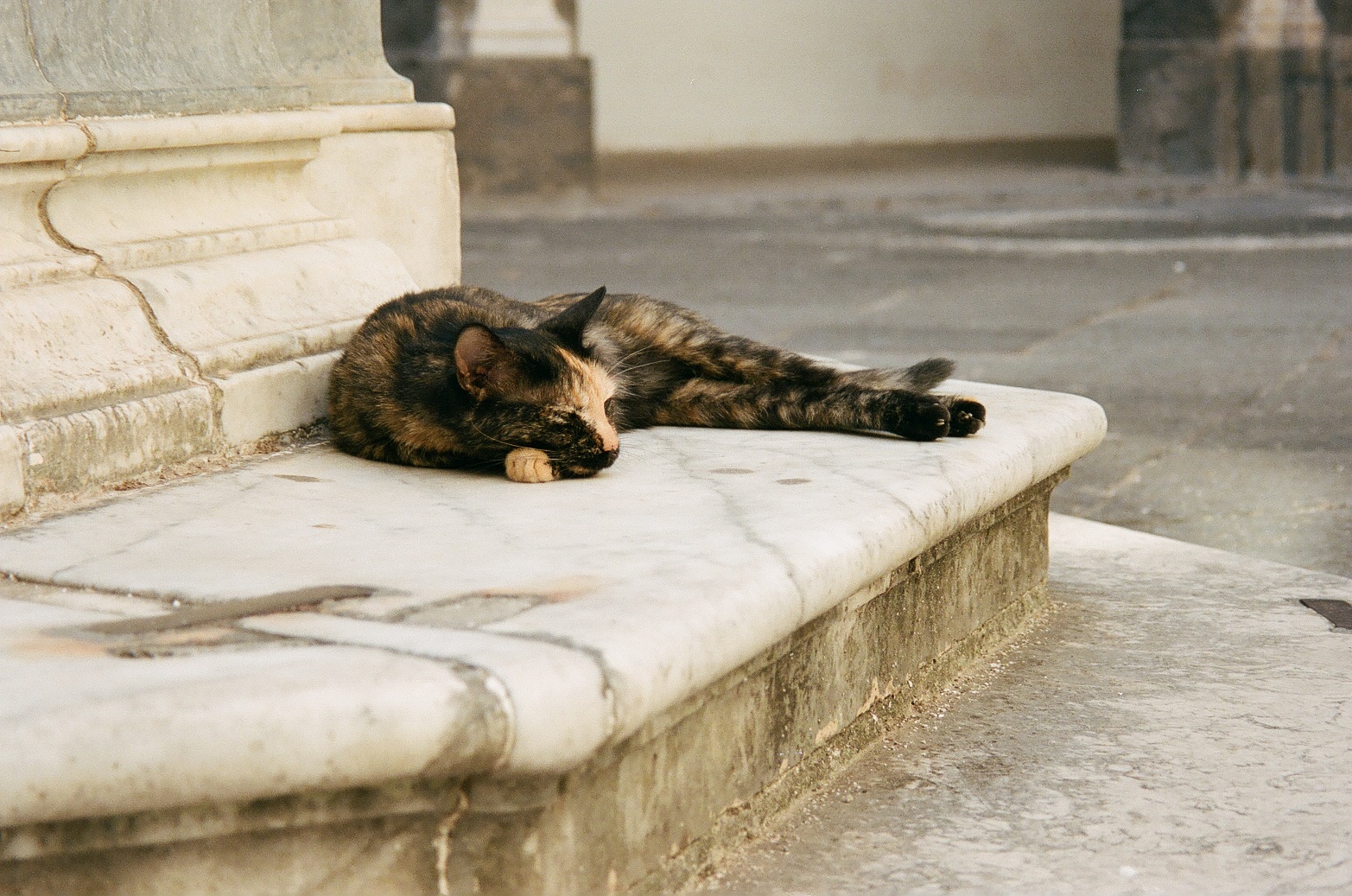 Napoli cat museum august 22